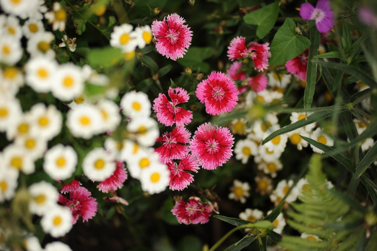Rose Farm Bed & Breakfast Honiton Luaran gambar