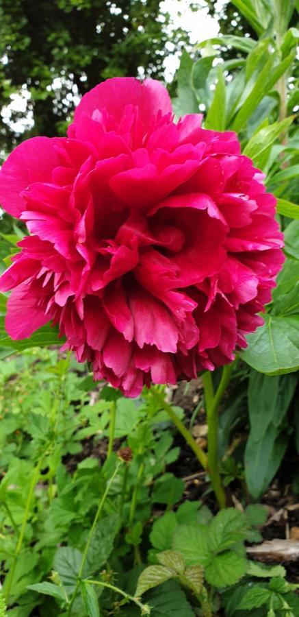 Rose Farm Bed & Breakfast Honiton Luaran gambar