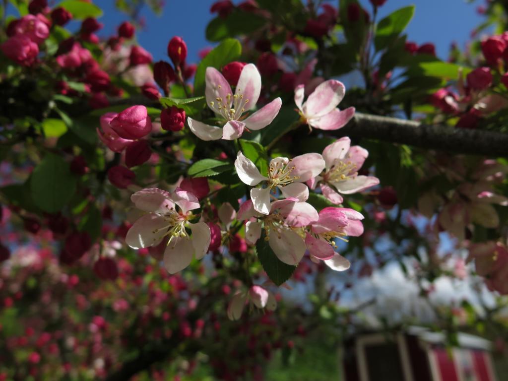Rose Farm Bed & Breakfast Honiton Luaran gambar